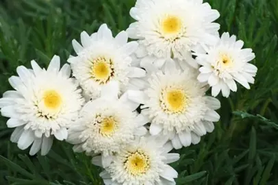 argyranthemum-sugar-ice-