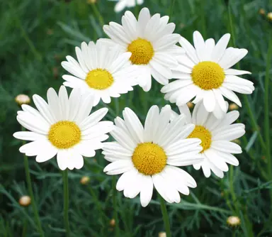 argyranthemum-sultans-pride-