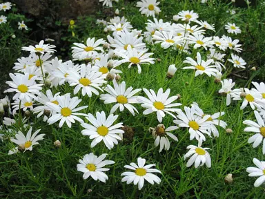 argyranthemum-sultans-pride-1