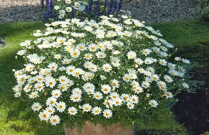 argyranthemum-sultans-pride-2