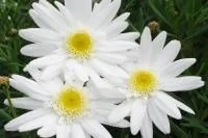 Argyranthemum Summer Angel plant with white flowers.