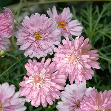 argyranthemum-summer-stars--1