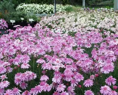 argyranthemum-summer-stars--3