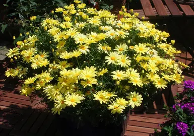 argyranthemum-yellow-hammer-