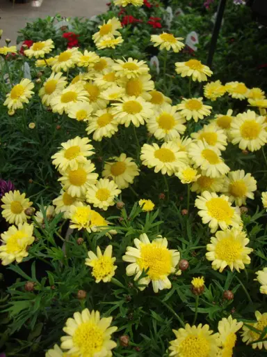 argyranthemum-yellow-hammer-1