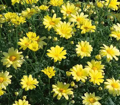 argyranthemum-yellow-