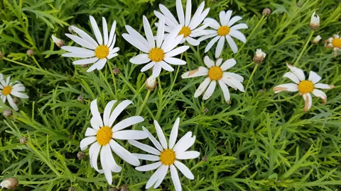 argyranthemum-pixies-white-