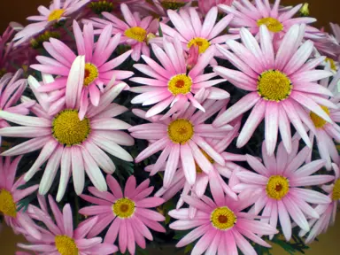 argyranthemum-weymouths-surprise-