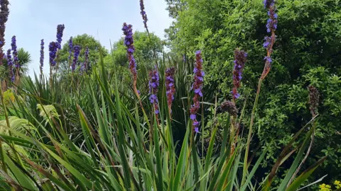 Aristea major plants with blue flowers and lush, green foliage.