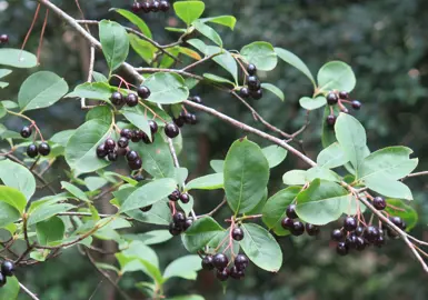 Aristotelia chilensis tree with black berries.