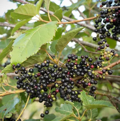 Aristotelia serrata (Wineberry) tree with masses of black berries.