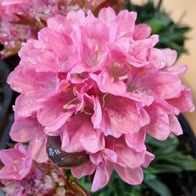 Armeria armazing Little Peach flower.