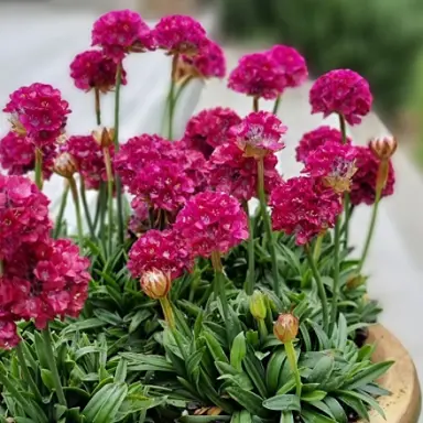 Armeria Armazing Little Ruby plants in a pot with red flowers.