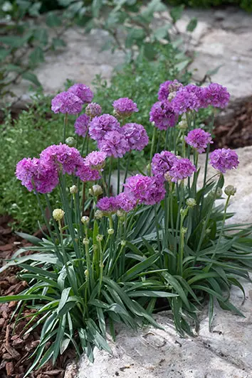 Armeria 'Ballerina Lilac' plant with purple-pink flowers.