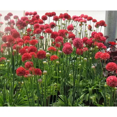 Armeria 'Ballerina Red' plants with red flowers.