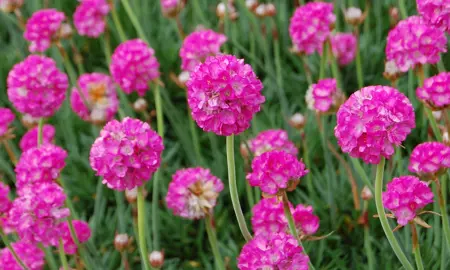 Armeria 'Bees Ruby' plant with pink flowers.