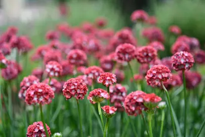 Armeria 'Happy Dreams' plants with red flowers.