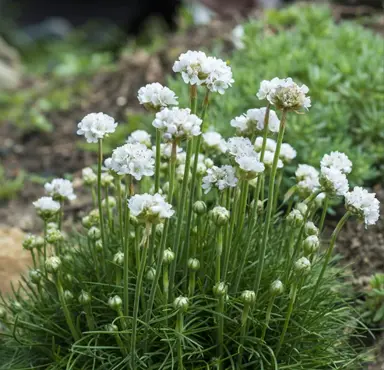 Armeria maritima 'Alba' plants with green foliage and white flowers.