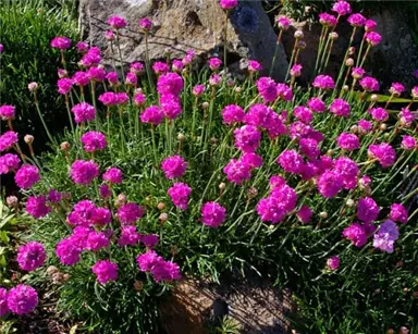 Armeria maritima 'Morning Star Deep Rose' plant with pink flowers.