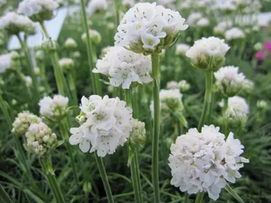 Armeria maritima 'Morning Star White' plant with white flowers.