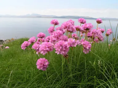 Armeria maritima Sea Pink plant with pink flowers.