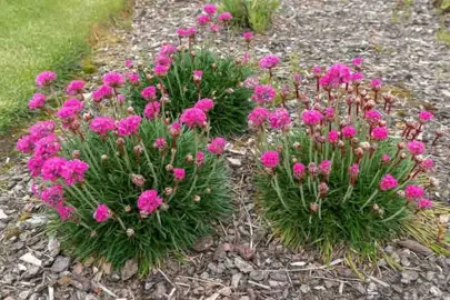 Armeria maritima Splendens plant with pink flowers.