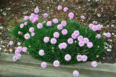 armeria-pink-petite-