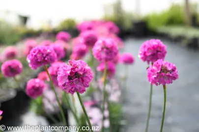 armeria-pretty-petite-