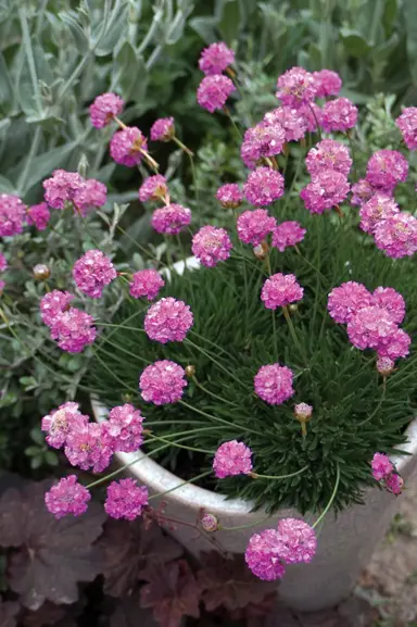 armeria-pretty-petite-1