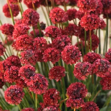 armeria-rubra-