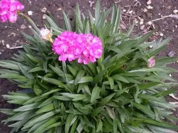 armeria-pacific-giant-