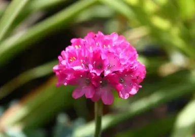 armeria-pacific-giant-1