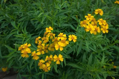 Artemisia dracunculus plant with yellow flowers and dark green foliage.