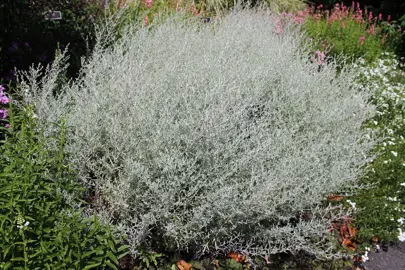 Artemisia ludoviciana 'Silver Queen' plant.