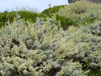 artemisia-arborescens-2