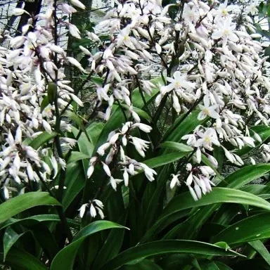 Arthropodium 'Avalanche' plant with green foliage and white flowers.