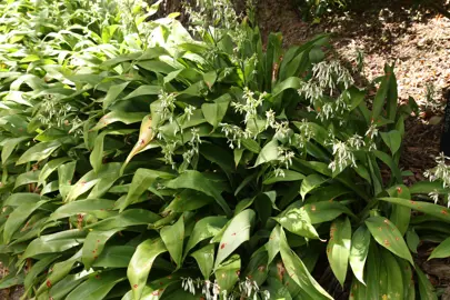 arthropodium-matapouri-bay-2