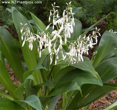 arthropodium-white-knight-1