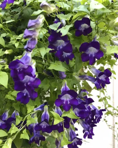 Asarina scandens plant with dark blue flowers.