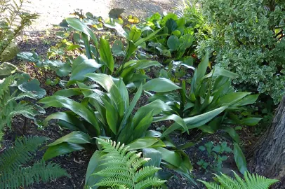 Aspidistra elatior plants with lush green foliage in a garden.