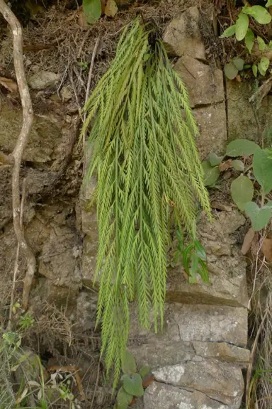 Asplenium flaccidum growing on a rocky face.