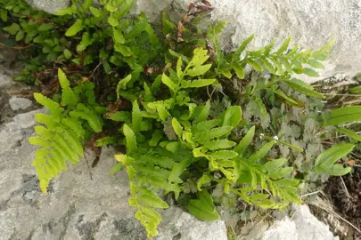 Asplenium lyallii plant.