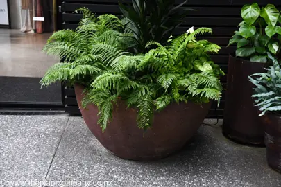 Large Asplenium Maori Princess in an orange pot with lush, green foliage.