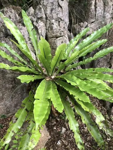 asplenium-nidus-avis-2