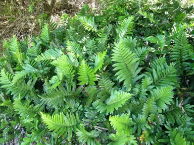 Asplenium obtusatum ferns.