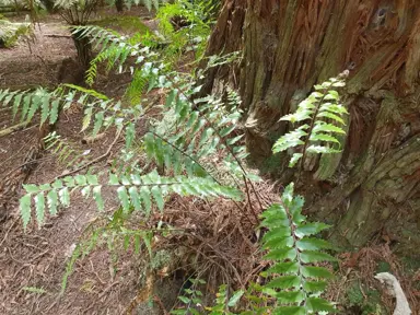 Asplenium polyodon fern.