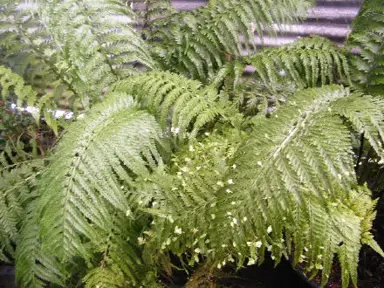 Asplenium 'Southern Belle' fern.