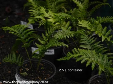 Asplenium Maori Princess in a pot with green foliage.