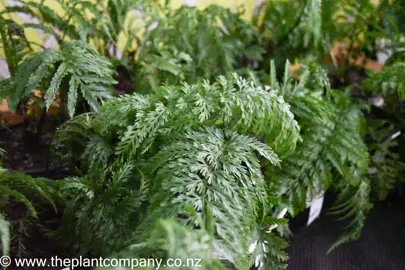 Asplenium Maori Princess in a pot with fern leaves.