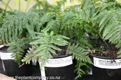 Asplenium Maori Princess in a black pot with lush leaves.